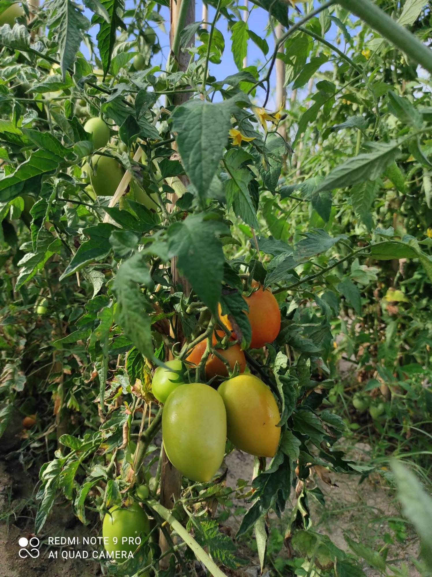 בית הארחה סייה 	Quinta Damigo מראה חיצוני תמונה